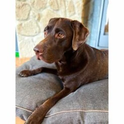 Aumüller Hundebett Basic Rechteckig 117 Cm 13 Aumüller Hundebett Basic Rechteckig 117 Cm -Trixie Verkaufsgeschäft aumueller hundebett basic rechteckig web 6p050wG9nu5rHS